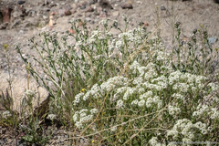 Lepidium appelianum