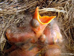 Turdus merula