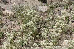 Lepidium appelianum