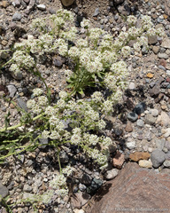 Lepidium appelianum