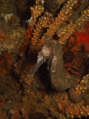 Hippocampus subelongatus