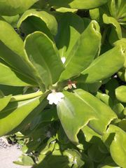 Scaevola taccada taccada