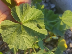 Malva parviflora