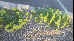 Malva parviflora