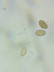 Psathyrella romellii