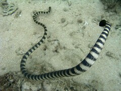 Slender-Necked Seasnake photo 4