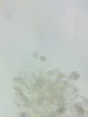 Psathyrella romellii