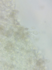 Psathyrella romellii