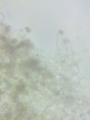 Psathyrella romellii