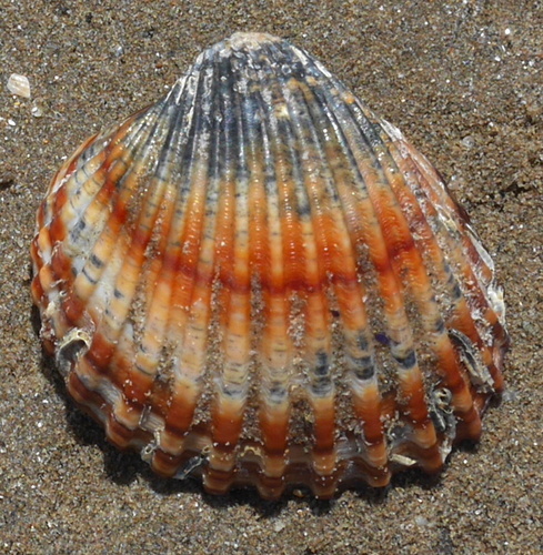 Rough Cockle