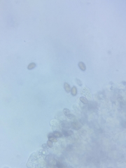 Psathyrella romellii