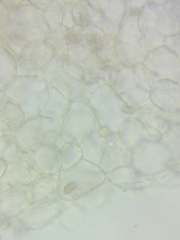 Psathyrella romellii