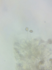 Psathyrella romellii