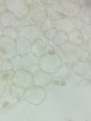 Psathyrella romellii