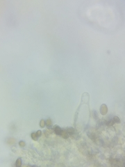 Psathyrella romellii