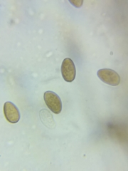 Psathyrella romellii