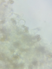 Psathyrella romellii
