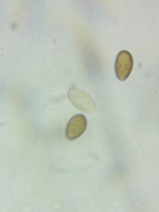 Psathyrella romellii