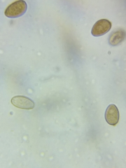 Psathyrella romellii