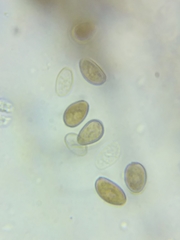 Psathyrella romellii