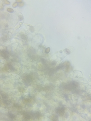 Psathyrella romellii