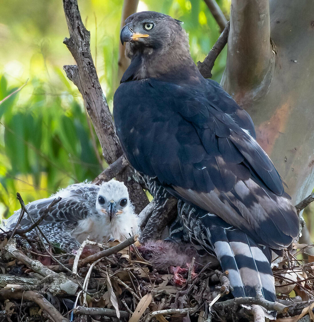 Crowned Eagles