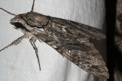 Agrius godarti