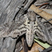 Godart’s Hawkmoth - Photo (c) Pete Woodall, some rights reserved (CC BY-NC), uploaded by Pete Woodall