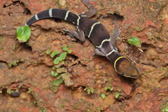 Boulenger's Indian Gecko photo 3