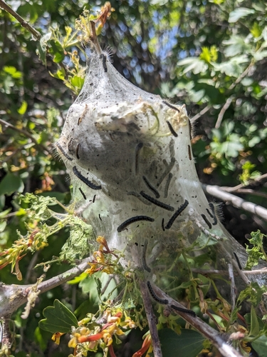 Southwestern Tent Caterpillar Moth photo 3