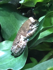 Trachycephalus resinifictrix