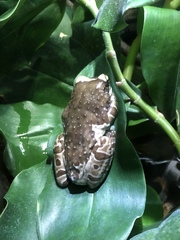 Trachycephalus resinifictrix