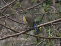 Himalayan Bluetail photo 2