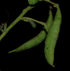 Cleome amblyocarpa image