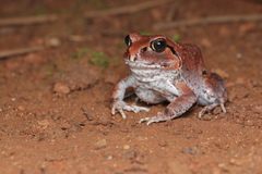 Sphaerotheca dobsonii