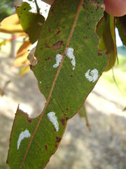 Eucalyptolyma maideni