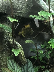 Phyllobates bicolor