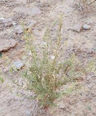 Cleome amblyocarpa image