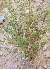 Cleome amblyocarpa image