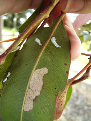 Eucalyptolyma maideni