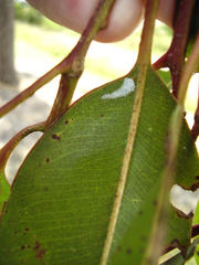 Eucalyptolyma maideni