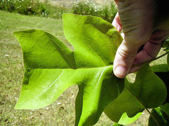 Liriodendron chinense