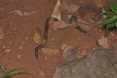 Uropeltis phipsonii