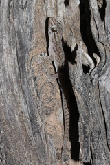 Gehyra versicolor