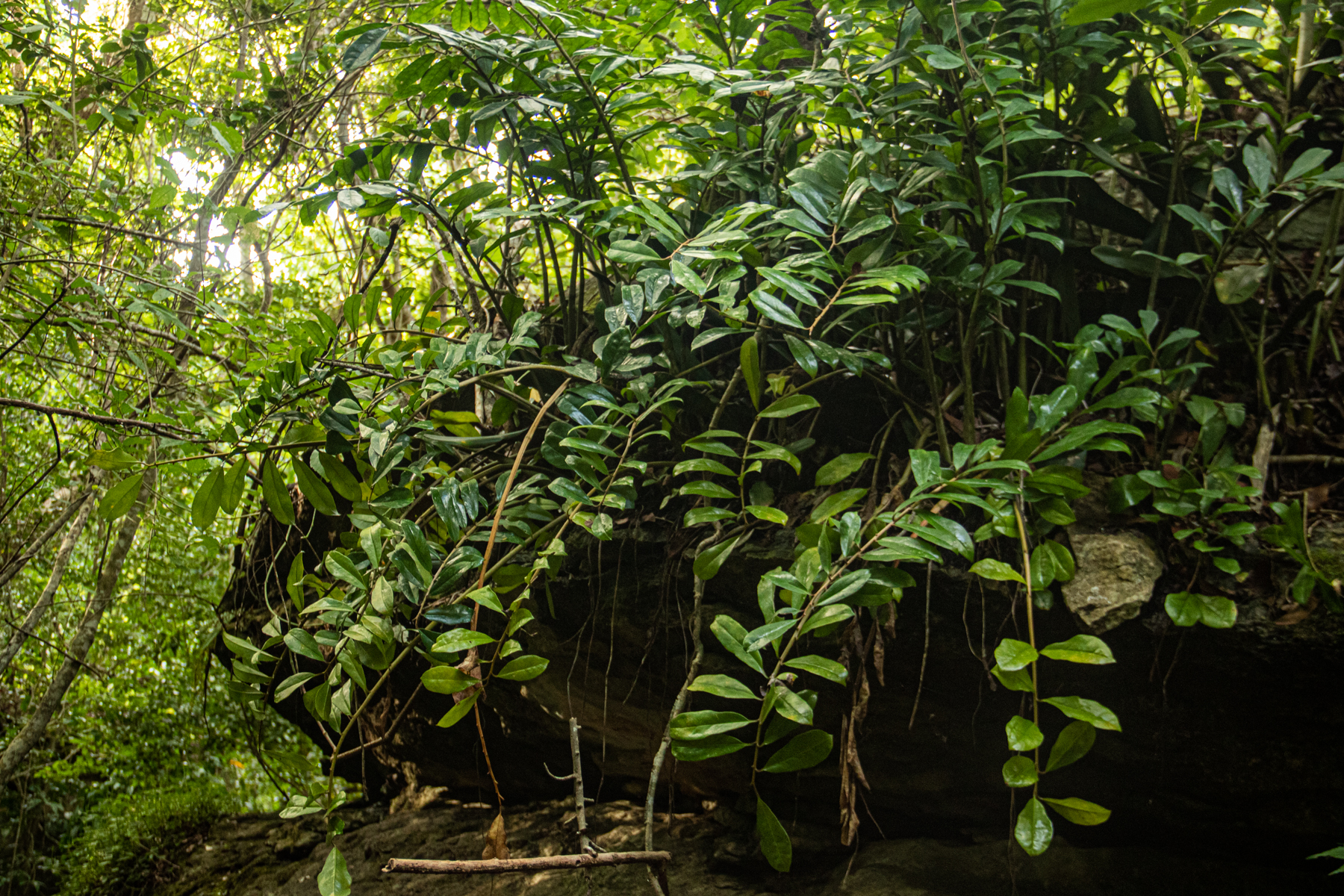 Imagem de Zamioculcas