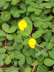 Arachis duranensis