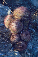 Mammillaria dioica