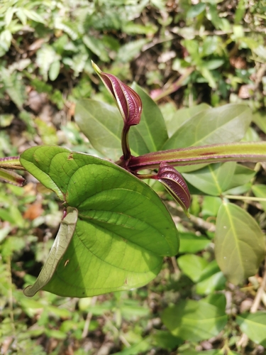 Dioscorea alata