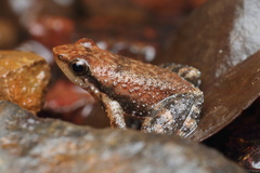 Micrixalus uttaraghati