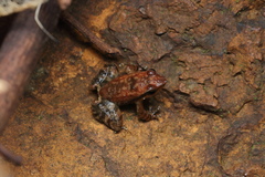 Micrixalus uttaraghati